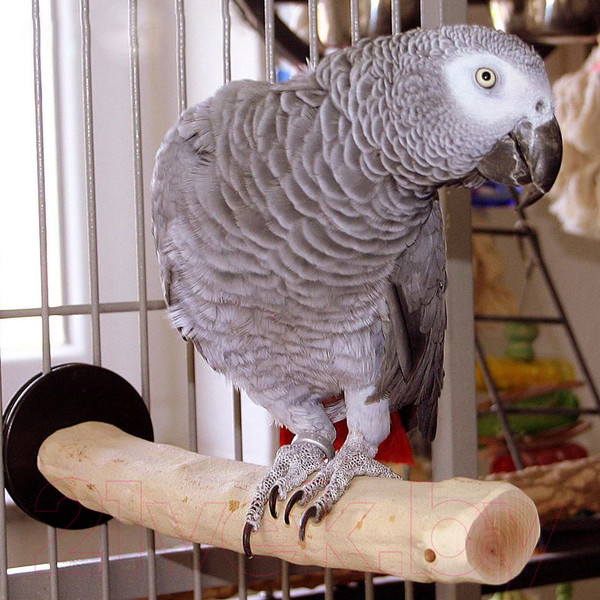 Изображение товара Жердочка для птиц Happy Bird Ветвь кофейная XL / H71002