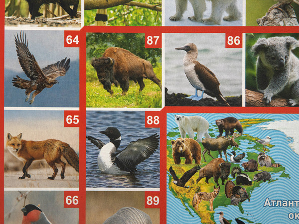 Изображение товара Настольная игра Десятое королевство ФОТОвикторина. Звери и птицы / 02719