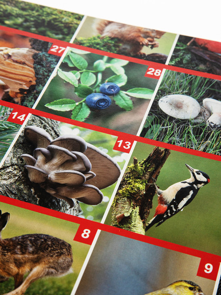 Изображение товара Настольная игра Десятое королевство ФОТОвикторина. Прогулка по лесу / 04046