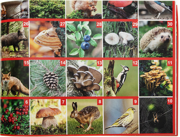 Изображение товара Настольная игра Десятое королевство ФОТОвикторина. Прогулка по лесу / 04046