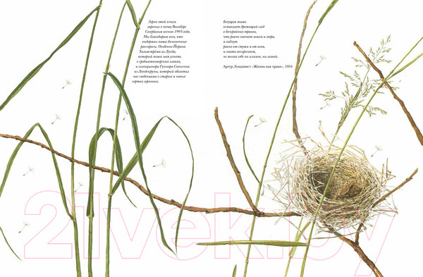 Изображение товара Энциклопедия Белая ворона Книга злаков и трав (Каста С.)