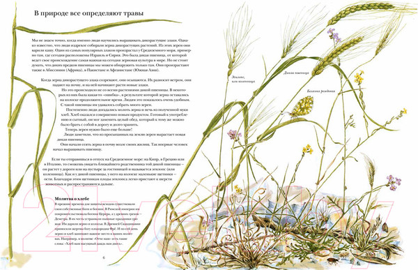 Изображение товара Энциклопедия Белая ворона Книга злаков и трав (Каста С.)