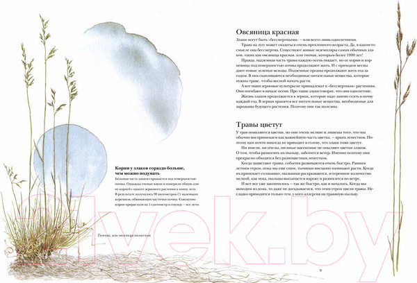 Изображение товара Энциклопедия Белая ворона Книга злаков и трав (Каста С.)