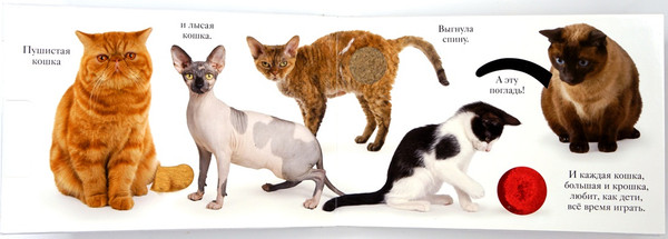 Изображение товара Книжка-панорамка Махаон Мяу, твердая обложка (Ван Флит Мэтью)