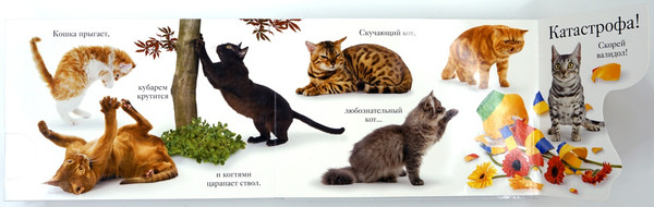 Изображение товара Книжка-панорамка Махаон Мяу, твердая обложка (Ван Флит Мэтью)