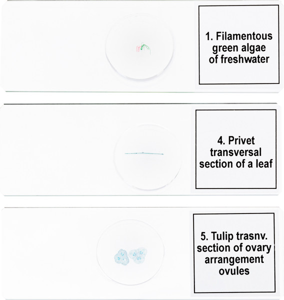 Изображение товара Набор микропрепаратов Levenhuk Discovery Prof DPS 5 Биология / 78410
