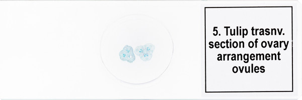 Изображение товара Набор микропрепаратов Levenhuk Discovery Prof DPS 5 Биология / 78410