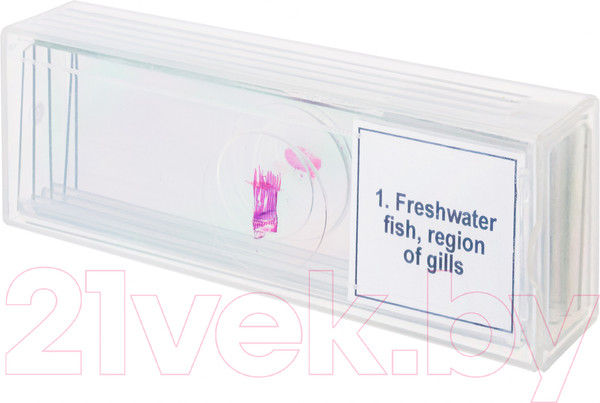 Изображение товара Набор микропрепаратов Levenhuk Discovery Prof DPS 5 Амфибия / 78413