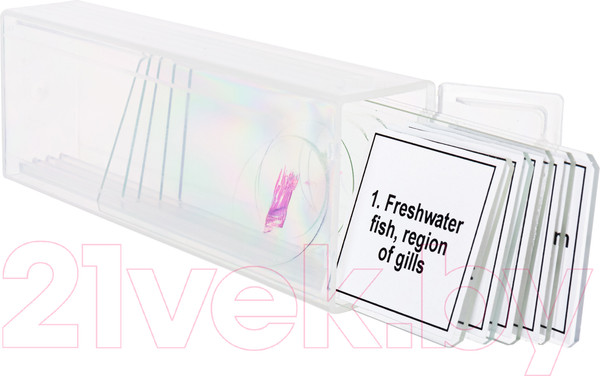 Изображение товара Набор микропрепаратов Levenhuk Discovery Prof DPS 5 Амфибия / 78413