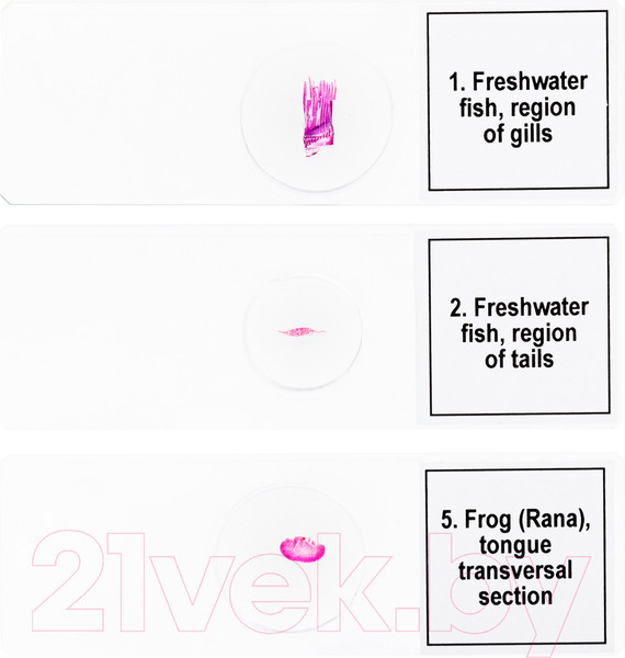 Изображение товара Набор микропрепаратов Levenhuk Discovery Prof DPS 5 Амфибия / 78413