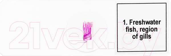 Изображение товара Набор микропрепаратов Levenhuk Discovery Prof DPS 5 Амфибия / 78413