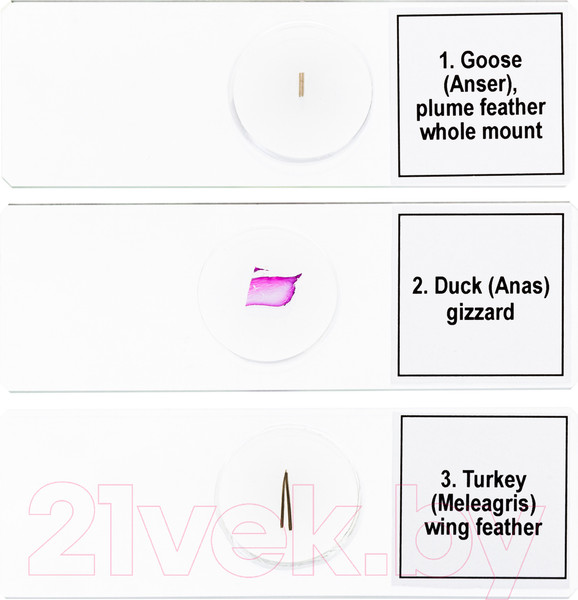 Изображение товара Набор микропрепаратов Levenhuk Discovery Prof DPS 5 Птицы / 78414