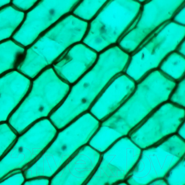 Изображение товара Микроскоп цифровой Микмед WiFi 2000x 5.0 / 28972