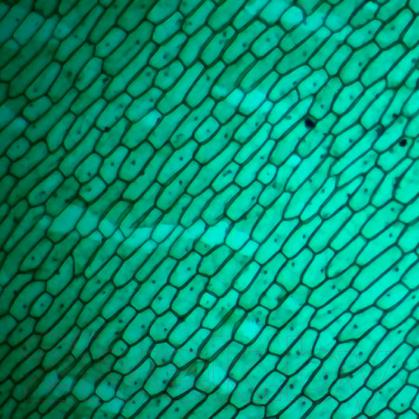 Изображение товара Микроскоп цифровой Микмед WiFi 2000x 5.0 / 28972