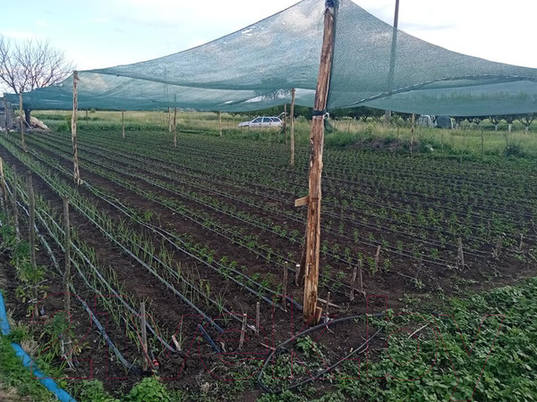 Изображение товара Защитная сетка для растений ХозАгро Затеняющая 80% (2x5м, 15шт, с клипсой)