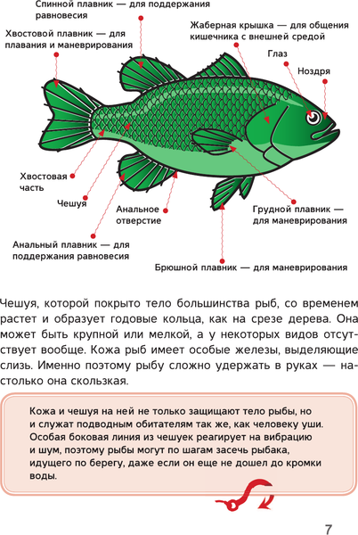 Изображение товара Энциклопедия АСТ Рыбалка, твердая обложка (Мельников Илья, Сидоров Сергей, Хомич Елена)