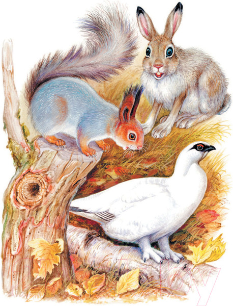 Изображение товара Книга АСТ Чей нос лучше? Сказки и рассказы (Бианки В., Цыганков И.)