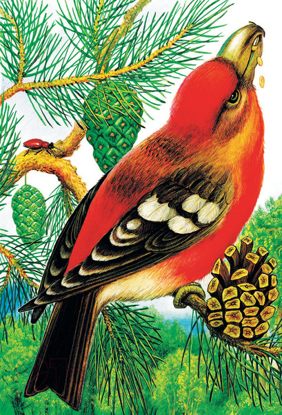 Изображение товара Книга АСТ Чей нос лучше? Сказки и рассказы (Бианки В., Цыганков И.)