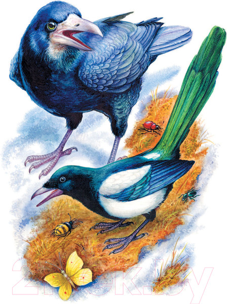 Изображение товара Книга АСТ Лесные сказки / 9785171460150 (Сладков Н.И.)