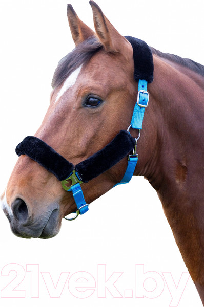 Изображение товара Недоуздок для лошади Shires COB 4165/BLUE/COB (голубой)