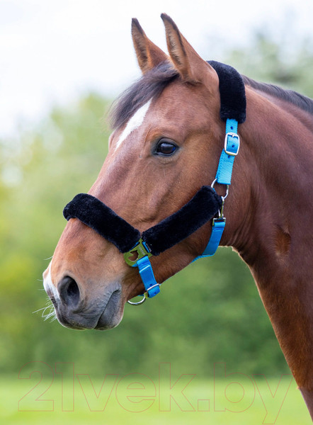 Изображение товара Недоуздок для лошади Shires COB 4165/BLUE/COB (голубой)