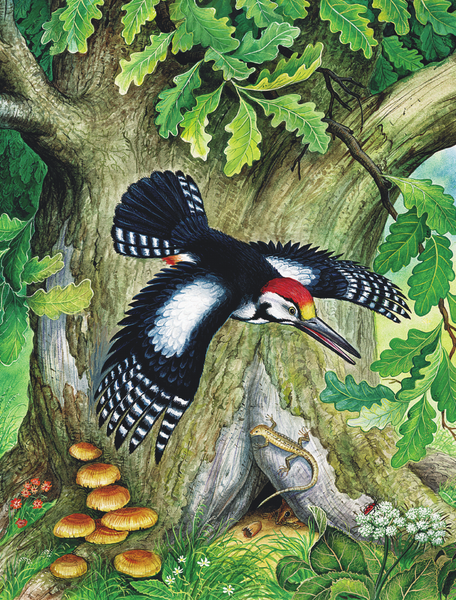 Изображение товара Книга АСТ Лягушка-путешественница и другие сказки. Читаем сами без мамы