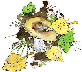 Изображение товара Книга АСТ Синичкин календарь, твердая обложка (Бианки Виталий)