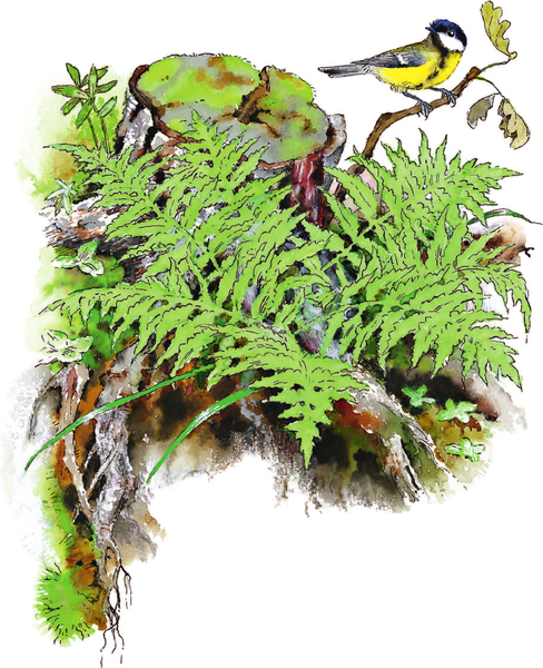 Изображение товара Книга АСТ Синичкин календарь, твердая обложка (Бианки Виталий)