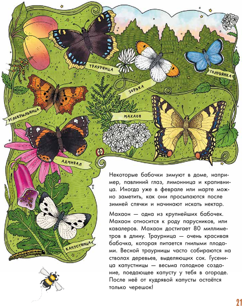 Изображение товара Энциклопедия АСТ Насекомые. Моя первая книга (Янссон Эмма)