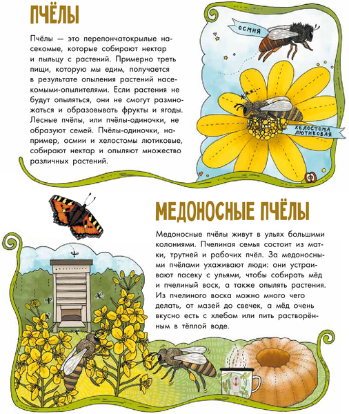 Изображение товара Энциклопедия АСТ Насекомые. Моя первая книга (Янссон Эмма)