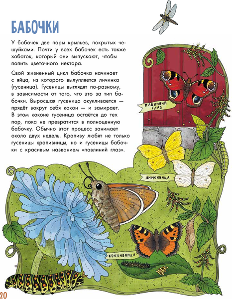 Изображение товара Энциклопедия АСТ Насекомые. Моя первая книга (Янссон Эмма)