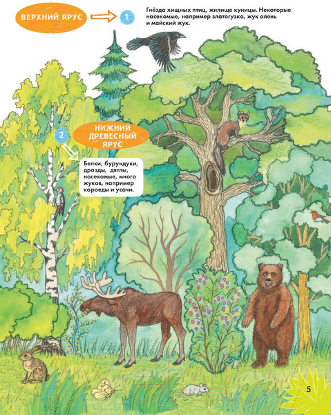 Изображение товара Энциклопедия АСТ Животные. Наблюдаем и изучаем (Ткачева А.А.)