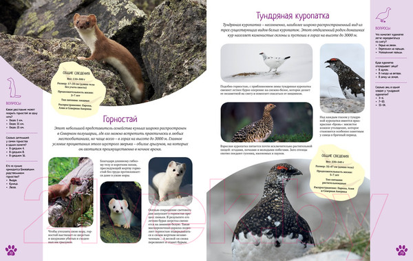 Изображение товара Энциклопедия Махаон Красочный мир животных (Балле К.)