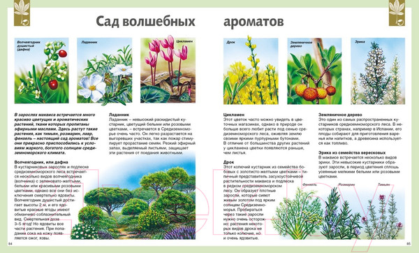 Изображение товара Энциклопедия Махаон Универсальная школьная энциклопедия (Перруден Ф., Камбурнак Л.)