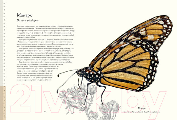 Изображение товара Энциклопедия Махаон Загадочный мир бабочек (Ротери Б.)