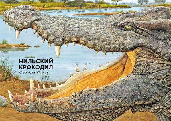 Изображение товара Энциклопедия Махаон Животные Африки в натуральную величину (Хааг Х.)