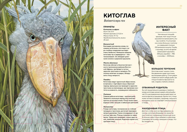 Изображение товара Энциклопедия Махаон Животные Африки в натуральную величину (Хааг Х.)