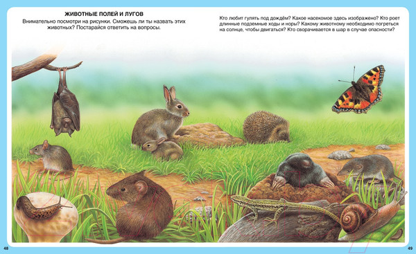 Изображение товара Энциклопедия Махаон Животные (Бомон Э.)