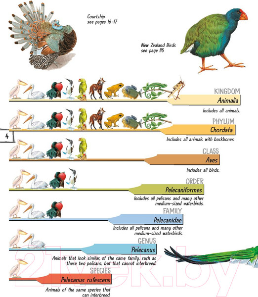 Изображение товара Энциклопедия АСТ Птицы (МакРей Э.)