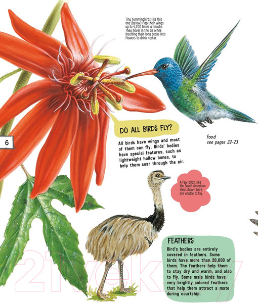 Изображение товара Энциклопедия АСТ Птицы (МакРей Э.)