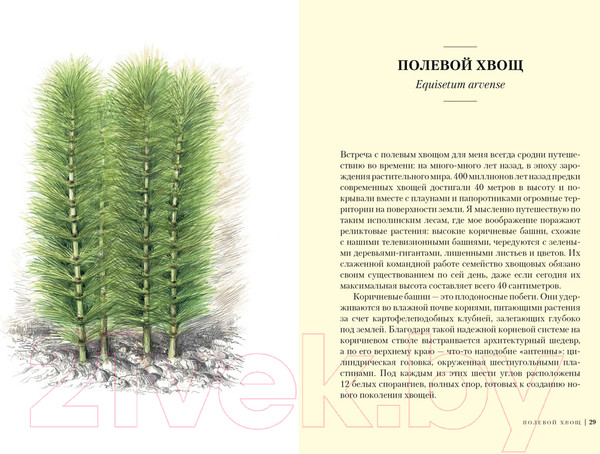 Изображение товара Книга КоЛибри Травы: Природный источник жизненной силы (Штумпф У.)