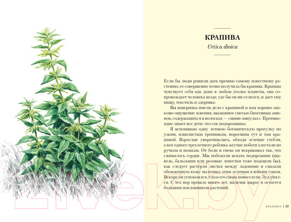 Изображение товара Книга КоЛибри Травы: Природный источник жизненной силы (Штумпф У.)