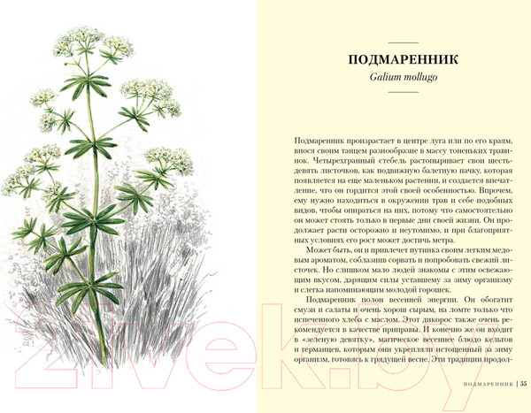 Изображение товара Книга КоЛибри Травы: Природный источник жизненной силы (Штумпф У.)