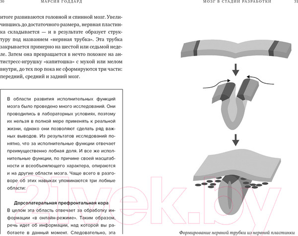 Изображение товара Книга КоЛибри Мозг в стадии разработки (Годдард М.)