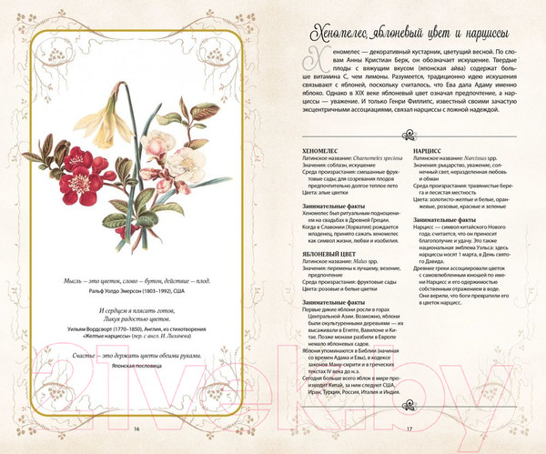 Изображение товара Книга КоЛибри Тайный язык цветов (Дэвис Дж., Сондерс Дж.)