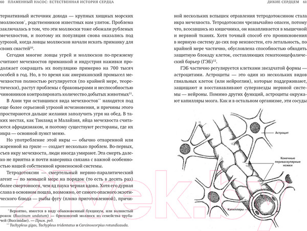 Изображение товара Книга КоЛибри Пламенный насос. Естественная история сердца (Шутт Б.)