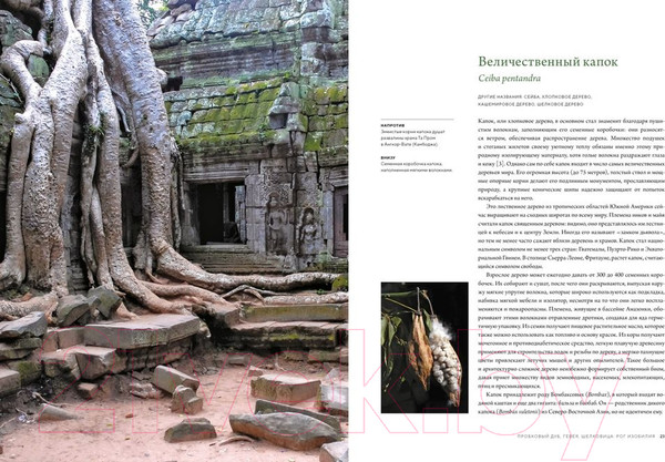 Изображение товара Книга КоЛибри Выдающиеся деревья, которые изменили нашу жизнь (Адамс М.)