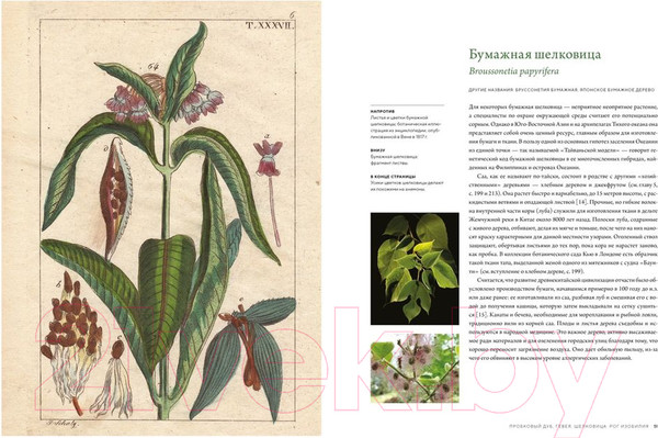 Изображение товара Книга КоЛибри Выдающиеся деревья, которые изменили нашу жизнь (Адамс М.)