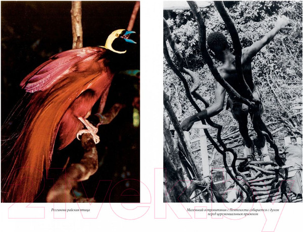 Изображение товара Книга КоЛибри Путешествия на другую сторону света (Аттенборо Д.)