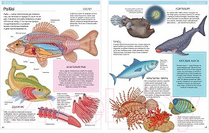 Изображение товара Энциклопедия CLEVER Большая детская энциклопедия (Барсотти И.)